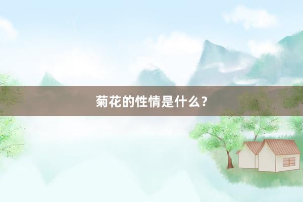菊花的性情是什么？